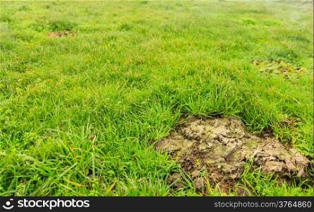 Cow shit dung in the meadow field green grass outdoor