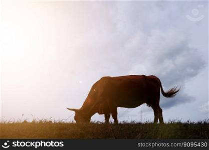 cow silhouette in the meadow with sunset background