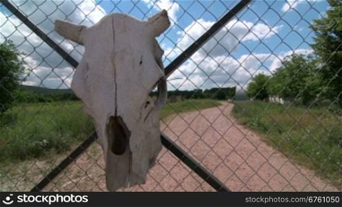 Cow skull as warning sign on private chain link wire fencing gate dolly shot
