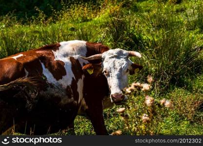 Cow standing and grazing on grassy field, sunny day