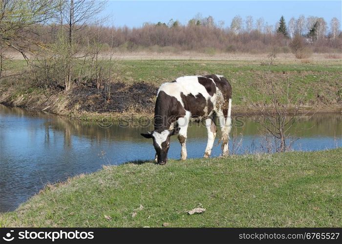 cow standing at the river . rural cow standing near the river in the spring