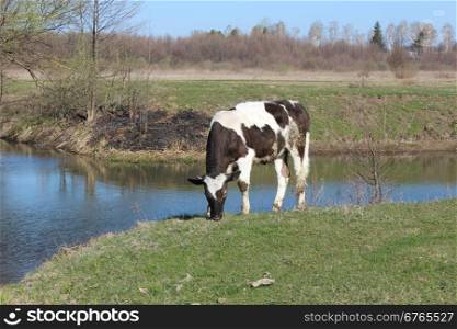 cow standing at the river . rural cow standing near the river in the spring