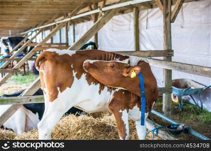 Cow standing in an outdoor stable at a agricultural show