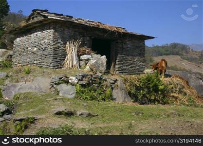 Cow standing in front of a house, Ghorapani, Annapurna Range, Himalayas, Nepal