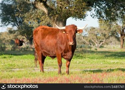 Cow with big horns in the field