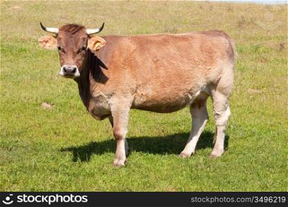 Cow with big horns in the field
