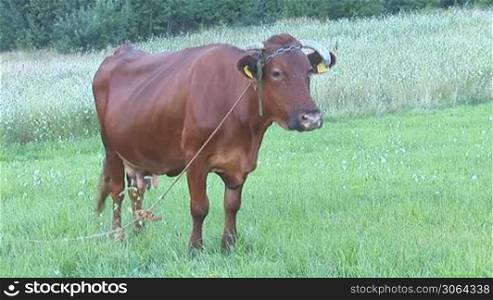cow with ear tag in the pasture