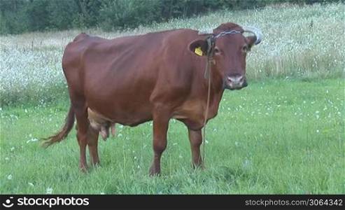 cow with ear tag in the pasture