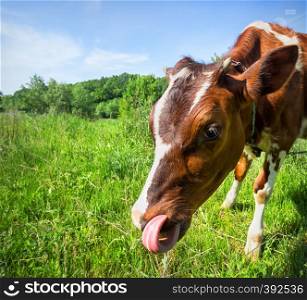 Cow with his tongue out in the pasture. Brown cow on a green meadow. summer landscape.. Cow with his tongue out in the pasture