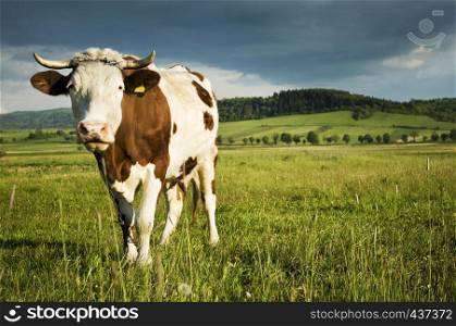 Cow with horns on rural landscape