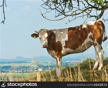 cow with panoramic view. cow