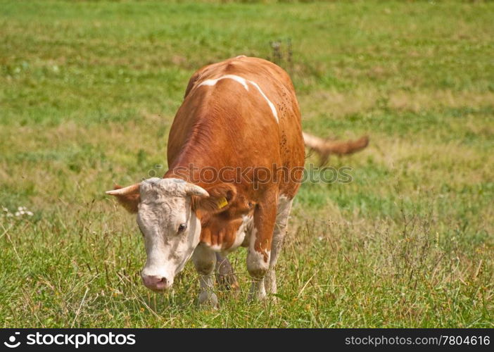 cow with panoramic view. cow