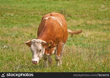 cow with panoramic view. cow