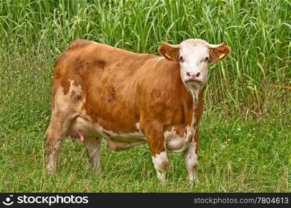 cow with switchgrass. cow