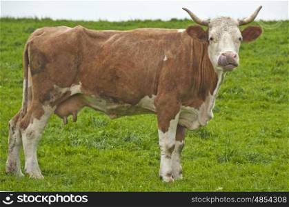 cow with tongue. cow