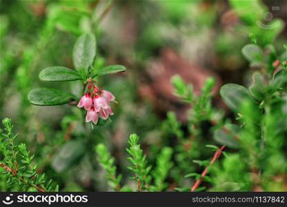 Cowberry bush with pale pink flowers flowers closeup on lingonberry leaves background. Cowberry bush with pale pink flowers flowers closeup
