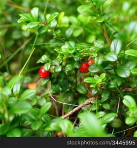 Cowberry on green nature background