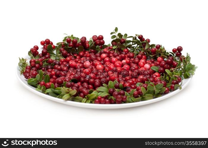 Cowberry on plate framed green branch isolated on white