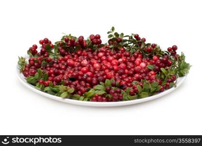 Cowberry on plate framed green branch isolated on white