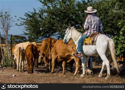 Cowboy with cattle on a horse at daylight. Cowboy with cattle