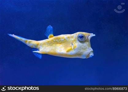 Cowfish, Lactoria cornuta swims in the aquarium. Yellow tropical longhorn cow fish swimming in blue water of oceanarium fish tank