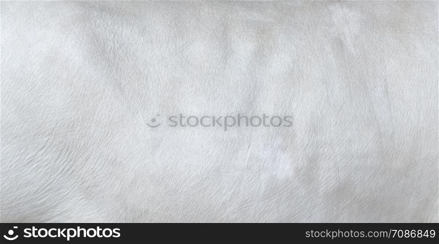 Cowhide close up. White hair cow skin. Real genuine natural fur, free space for text. Texture of a white cow coat. White fur background.. White hair cow skin - real genuine natural fur, free space for text. Cowhide close up. Texture of a white cow coat. White fur background.