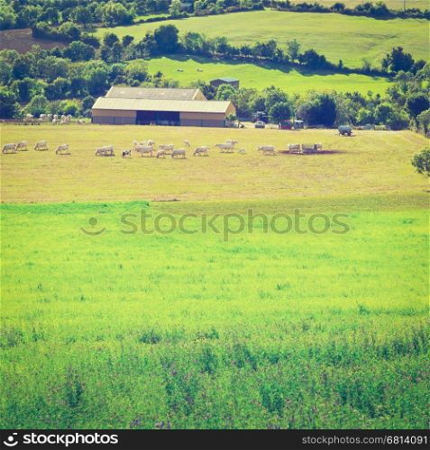 Cows and Bulls Grazing on Alpine Meadows in France, Instagram Effect