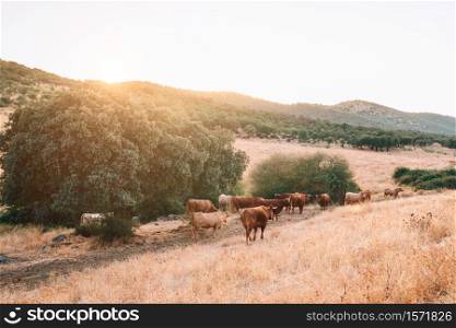 cows and bulls in the pasture of extremadura.
