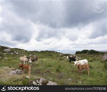 cows and calves on kerry peninsula in ireland along ring of kerry