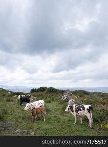 cows and calves on kerry peninsula in ireland along ring of kerry