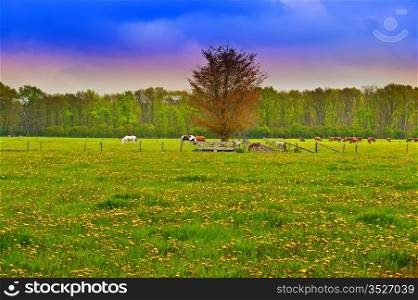 Cows and Horses Grazing in the Floodplain , Netherlands, Sunrise