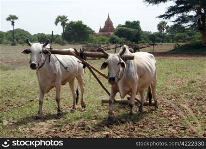 Cows and plouch on the field in Bagan, Myanmar