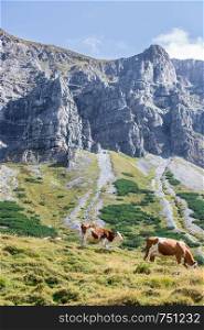 Cows are grazing in the alpine meadow, mountain chain in the background
