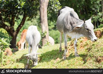 Cows are grazing on a hill slope. The cattle on the mountain