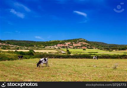 Cows are grazing upon the hills in sunny day at Menorca, Spain.