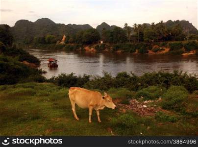 cows at a Road in the landscape on the road12 bedwen the Towns of Tha Khaek and the Village of Mahaxai Mai in central Lao in the region of Khammuan in Lao in Souteastasia.. ASIA LAO KHAMMUAN REGION