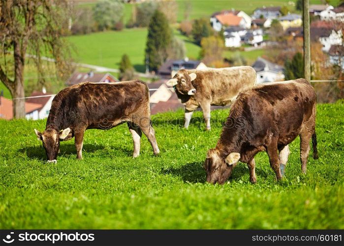 cows at summer green field. Cow on a summer pasture