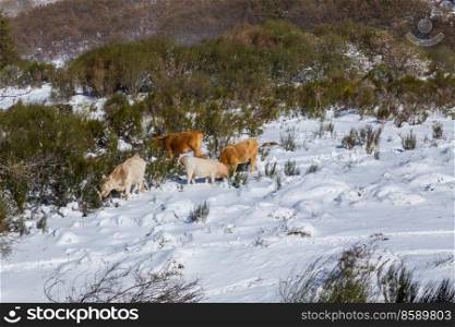 Cows at the mountain with snow in Sanabria, near the lake, Castilla y Leon, Spain