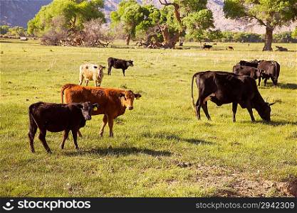 Cows cattle grazing relaxed in California meadows
