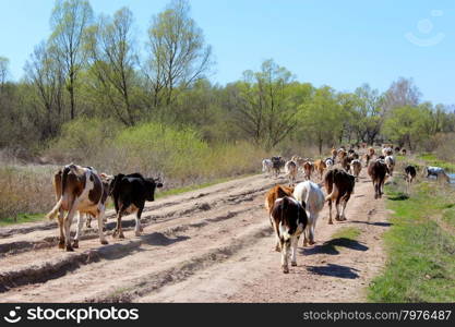 cows coming back from pasture. cows coming back from pasture in the evening