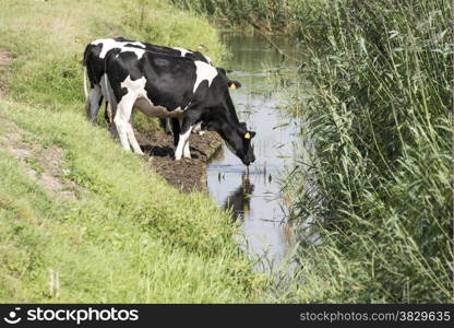 cows drinking water from trench in holland field