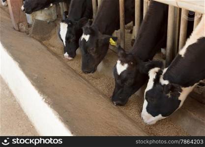 Cows eating food