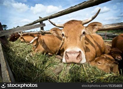 Cows eating straw. Animal breeding in the countryside.