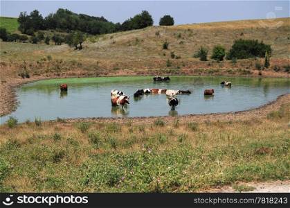 Cows freshening in lake in hot summer day