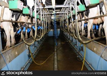 Cows getting milked in dairy shed