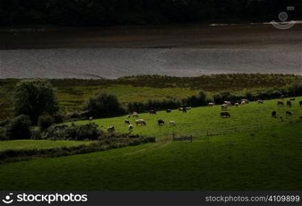 Cows graze by River Bandon in County Cork, Ireland