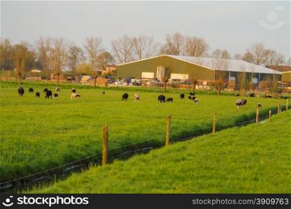 Cows graze in a meadow near a farm in the Netherlands.