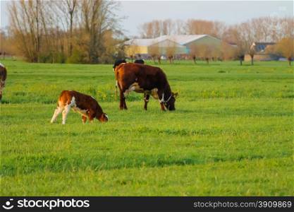 Cows graze in a meadow near a farm in the Netherlands.