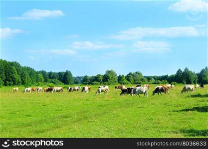 Cows graze on a pasture near the forest. Cows graze on a pasture outside the village near the forest