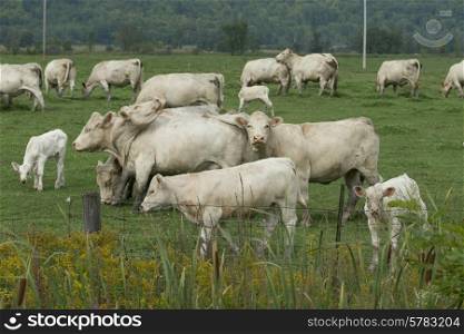Cows grazing in a field, Quebec, Canada